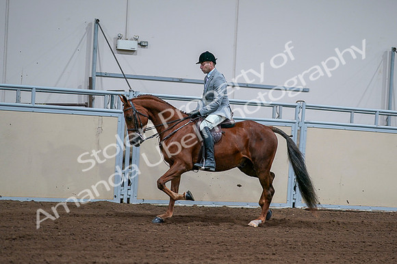 2020 - AB Morgan Horse - Fri, Sept 04 - 01610