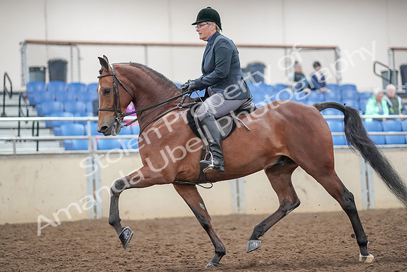 2019 Morgan Horse Show - Aug 30, 2019 - 20476
