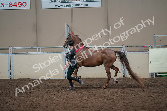 2019 Morgan Horse Show - Aug 31, 2019 - 01466