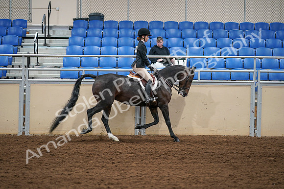 2020 - AB Morgan Horse - Fri, Sept 04 - 02161
