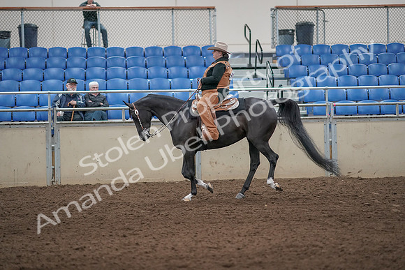 2019 Morgan Horse Show - Aug 31, 2019 - 06076