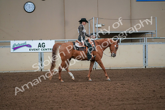 2019 Morgan Horse Show - Aug 30, 2019 - 17028