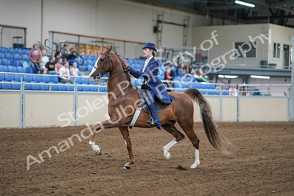 2020 - AB Morgan Horse - Sat, Sept 05 - 06082