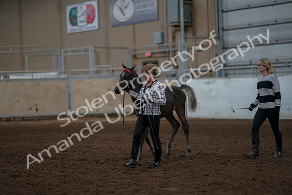 2019 Morgan Horse Show - Aug 30, 2019 - 24840