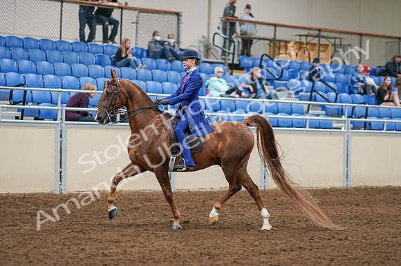 2020 - AB Morgan Horse - Fri, Sept 04 - 04874