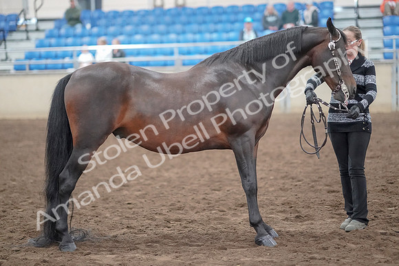 2019 Morgan Horse Show - Aug 31, 2019 - 03773