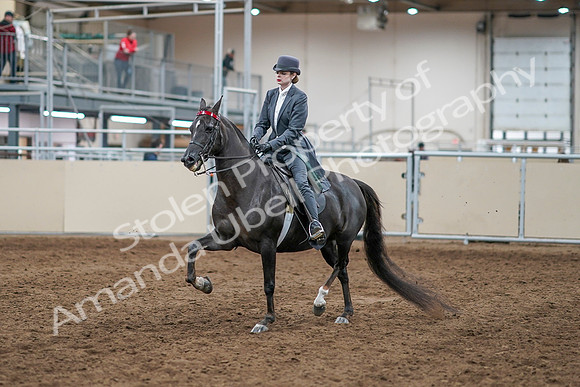 2020 - AB Morgan Horse - Sun, Sept 06 - 08289