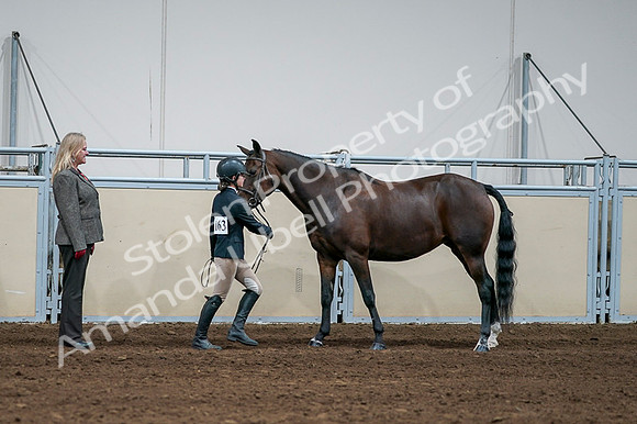 2020 - AB Morgan Horse - Fri, Sept 04 - 00782