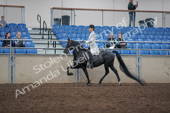 2019 Morgan Horse Show - Aug 31, 2019 - 09336