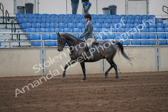 2019 Morgan Horse Show - Sept 01, 2019 - 10892_1