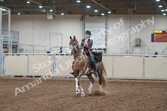 2020 - AB Morgan Horse - Fri, Sept 04 - 09494