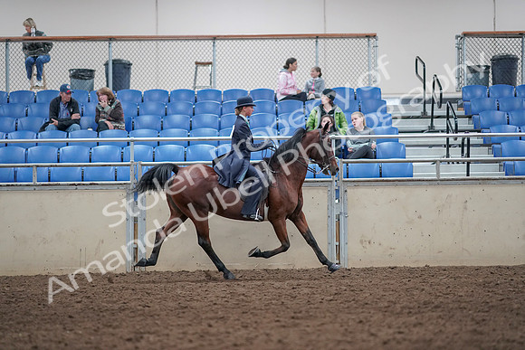 2019 Morgan Horse Show - Aug 31, 2019 - 09613