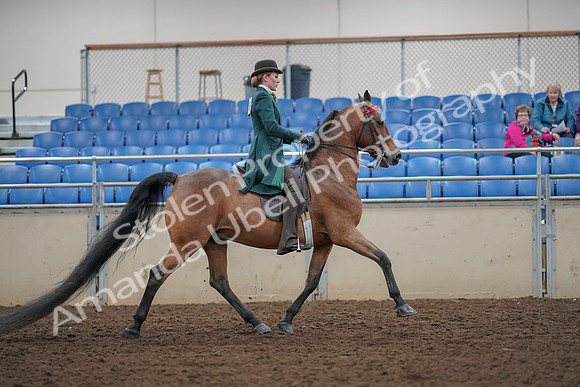 2019 Morgan Horse Show - Aug 30, 2019 - 28264