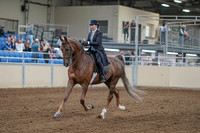 2020 - AB Morgan Horse - Fri, Sept 04 - 11082