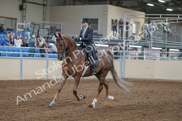 2020 - AB Morgan Horse - Fri, Sept 04 - 11082