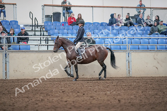 2019 Morgan Horse Show - Aug 31, 2019 - 19532