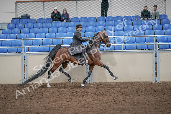 2020 - AB Morgan Horse - Fri, Sept 04 - 09825