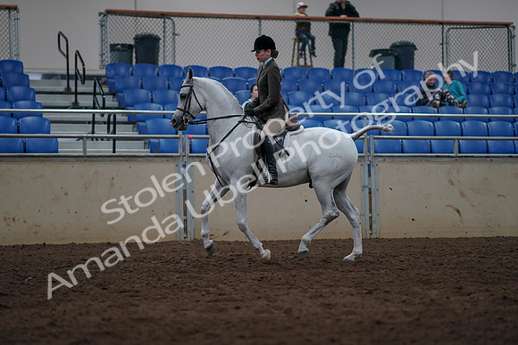 2019 Morgan Horse Show - Sept 01, 2019 - 08639