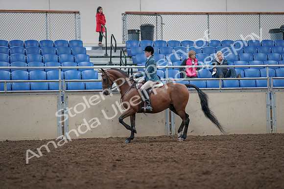 2019 Morgan Horse Show - Aug 31, 2019 - 17122