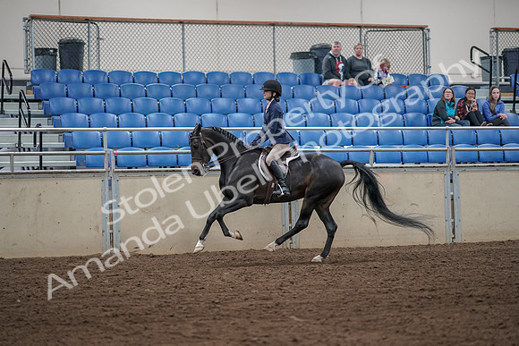 2019 Morgan Horse Show - Aug 31, 2019 - 05082