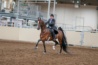 2020 - AB Morgan Horse - Sat, Sept 05 - 12900