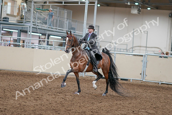 2020 - AB Morgan Horse - Sat, Sept 05 - 12900