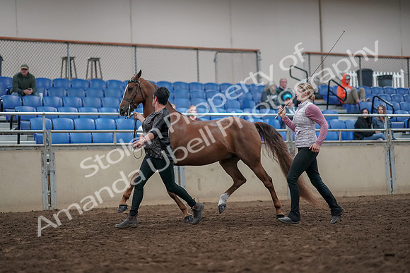 2019 Morgan Horse Show - Aug 31, 2019 - 03626
