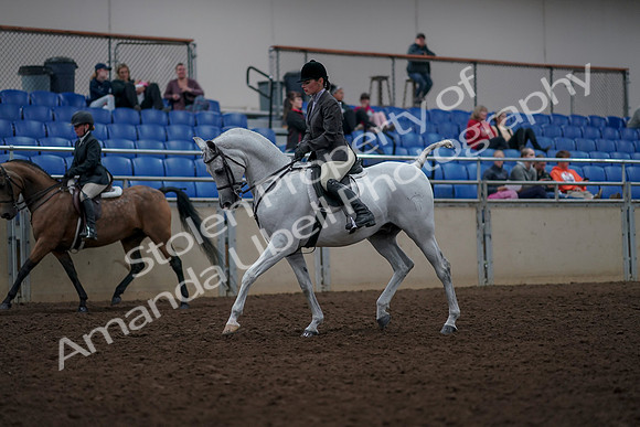 2019 Morgan Horse Show - Aug 31, 2019 - 14693