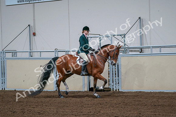 2020 - AB Morgan Horse - Fri, Sept 04 - 01730