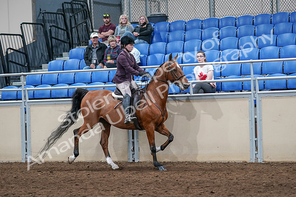 2020 - AB Morgan Horse - Sat, Sept 05 - 03218