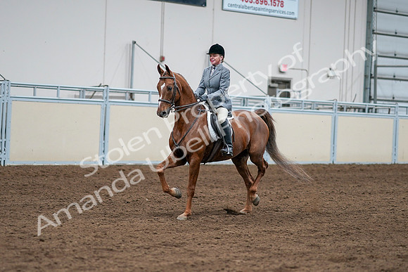 2020 - AB Morgan Horse - Sat, Sept 05 - 03259