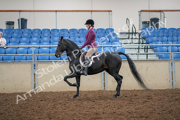 2019 Morgan Horse Show - Aug 30, 2019 - 23166