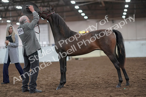 2019 Morgan Horse Show - Aug 31, 2019 - 02853