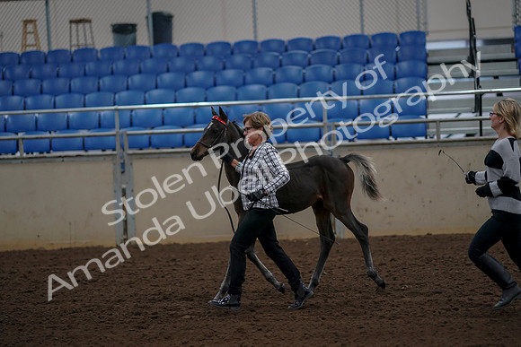 2019 Morgan Horse Show - Aug 30, 2019 - 24723