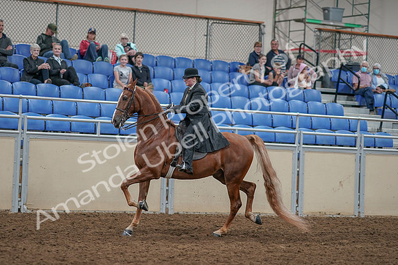 2020 - AB Morgan Horse - Fri, Sept 04 - 11261