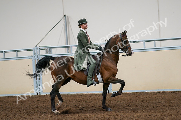 2020 - AB Morgan Horse - Fri, Sept 04 - 03364