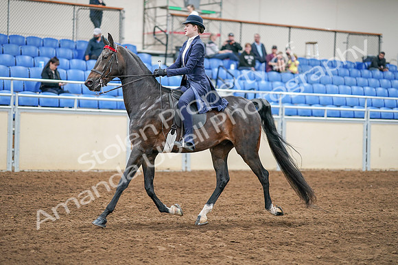 2020 - AB Morgan Horse - Sat, Sept 05 - 02619