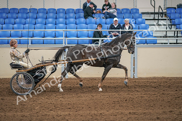 2020 - AB Morgan Horse - Sat, Sept 05 - 05961