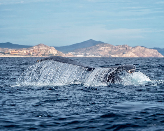 Los Cabo Dec 2018 - 0790