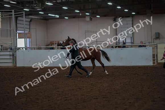 2019 Morgan Horse Show - Aug 30, 2019 - 25524