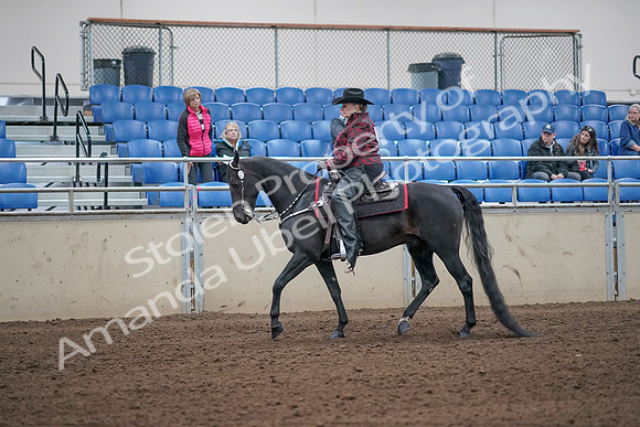 2019 Morgan Horse Show - Aug 31, 2019 - 10555