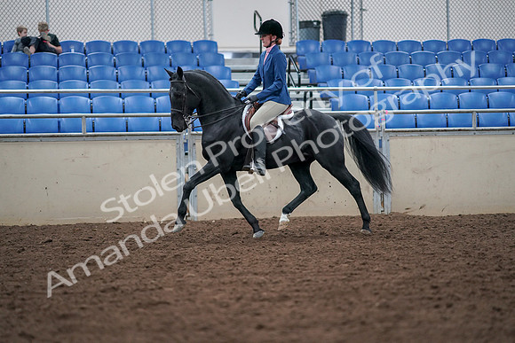 2019 Morgan Horse Show - Aug 30, 2019 - 18354