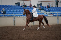 2019 Morgan Horse Show - Aug 31, 2019 - 17855