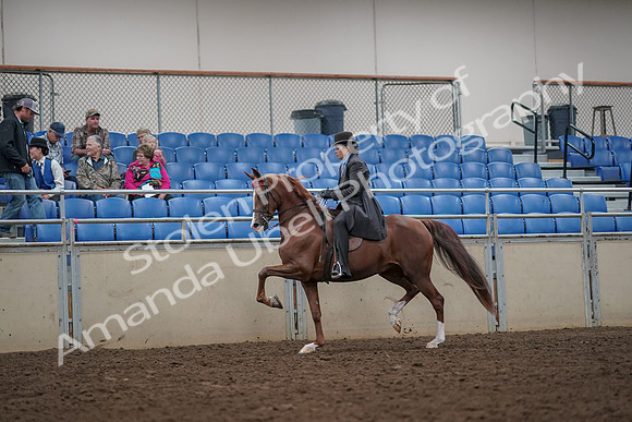 2019 Morgan Horse Show - Aug 30, 2019 - 26484