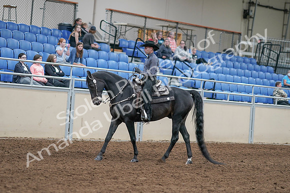 2020 - AB Morgan Horse - Fri, Sept 04 - 08277