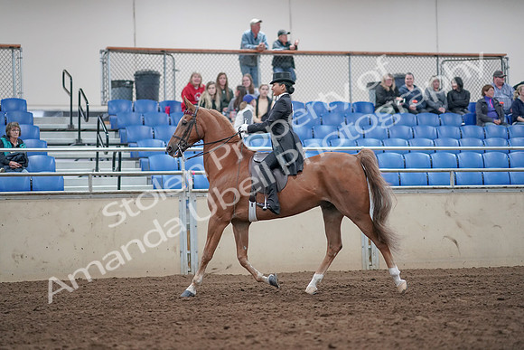2019 Morgan Horse Show - Aug 31, 2019 - 20394