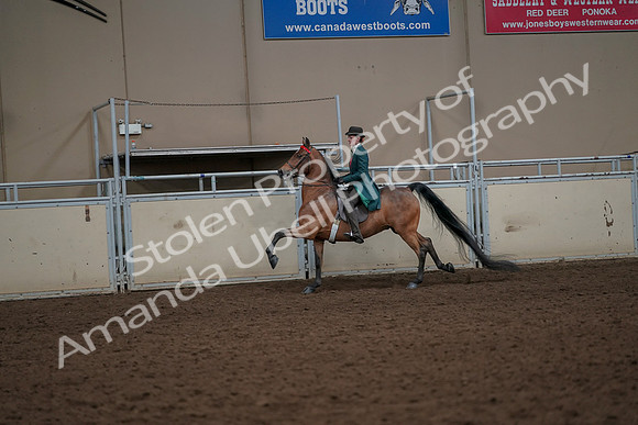 2019 Morgan Horse Show - Aug 30, 2019 - 28003