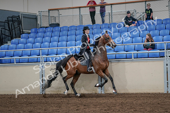 2020 - AB Morgan Horse - Sat, Sept 05 - 06801