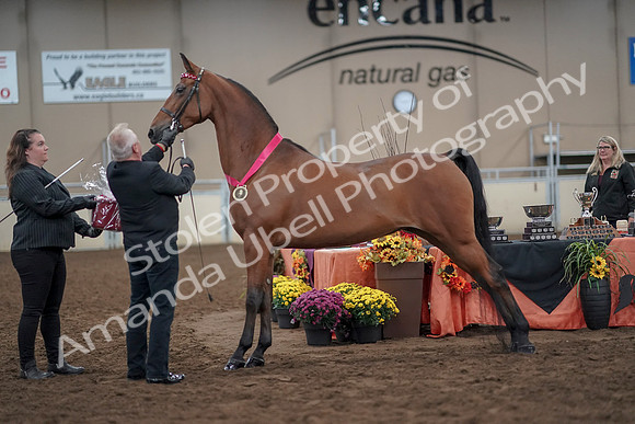 2019 Morgan Horse Show - Aug 31, 2019 - 00945