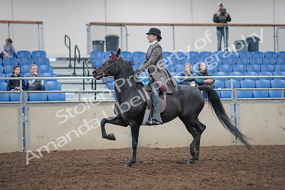 2019 Morgan Horse Show - Aug 31, 2019 - 09407